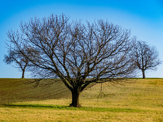 Obstbäume im Winter