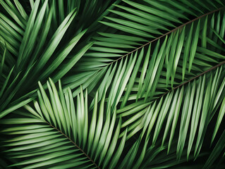 Lush Green Palm Leaves Create a Vibrant Tropical Background with Detailed Textures Close-Up.