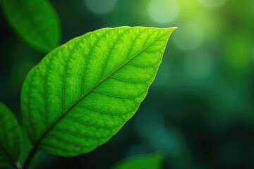 Colorful green tropical leaf on a natural background, leaves, plant, nature