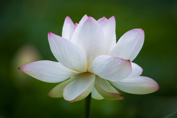 Fototapeta premium lotus