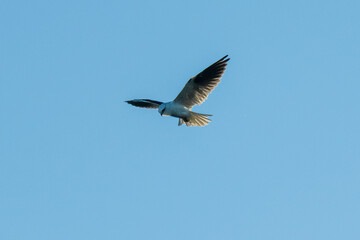 Black-shouldered kite hovering in the early evening blue sky
