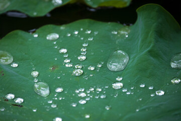 green leaves with rain drops