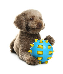 Cute dog with toy on white background. Adorable pet