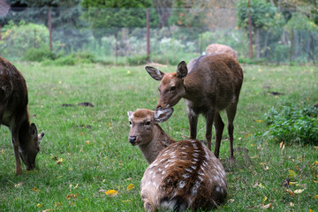 Two deer observed in a tranquil meadow filled with greenery, one gently nuzzling the other as the colorful leaves hint at autumn's arrival in a wildlife sanctuary.