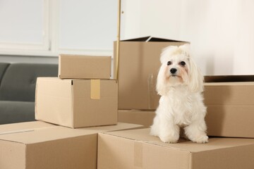 Moving day. Cute dog and many cardboard boxes indoors