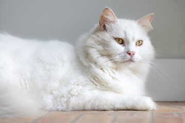 Beautiful white cat resting.