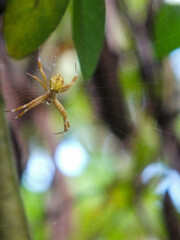 a spider waiting for a prey on it's web
