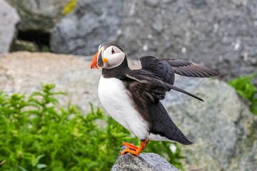 atlantic puffin or common puffin