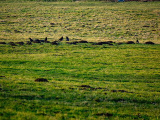 W&uuml;hlmaus Haufen 