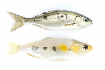 Fototapeta premium Two Small Fish Specimens Lie Isolated on a White Background for Scientific Study