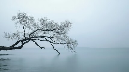 Tree Branch Leaning Towards the Water. A Quiet and Peaceful Scene. Perfect for Nature and Serenity Themes
