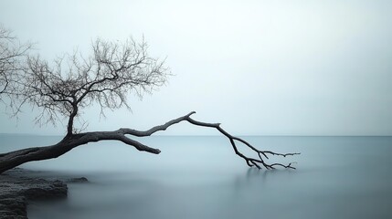 Tree Branch Leaning Towards the Water. A Quiet and Peaceful Scene. Perfect for Nature and Serenity Themes