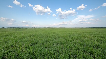 Fototapeta premium Summer meadow landscape under blue sky, idyllic rural scene, nature background