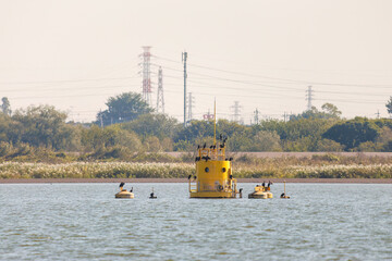 湖面の施設に集まるカワウ（ウ科）の群れ
英名学名：Great Cormorant (Phalacrocorax carbo, family comprising Cormorants) 
栃木県栃木市渡良瀬遊水地-2024
