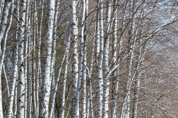 Fototapeta premium Birch grove with young foliage on a sunny spring day, landscape banner