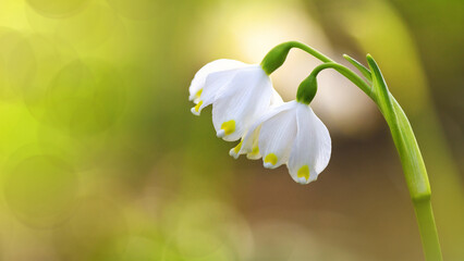 Background with space for text - leucojum vernum or spring snowflake, blooming white flowers in...