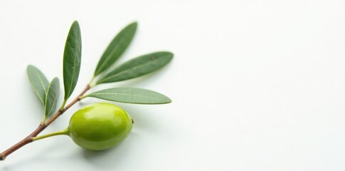 Peaceful olive branch on white background with subtle texture, serenity, green, harmony