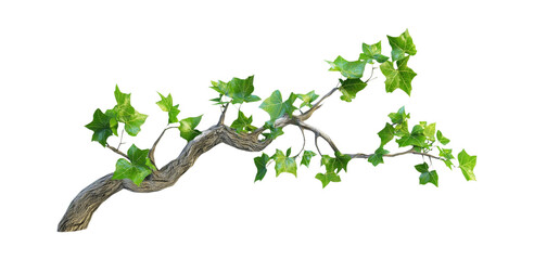 Obraz premium A Beautifully Detailed Ivy Branch with Lush Green Leaves Displaying Nature's Elegance, Isolated on Transparent and White Background