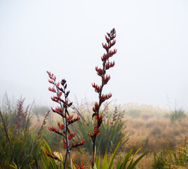 Native NZ flax in the fog. Tongariro National Park. New Zealand.