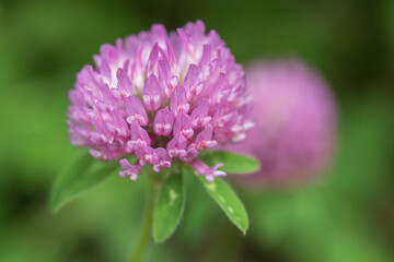 red clover