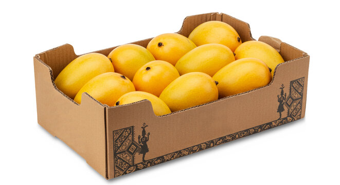 ripe indian organic yellow mango arrange in box, closeup isolated, known in india as kesar, hapus, totapuri, amrapali or alphonso, top view,   in transparent background          