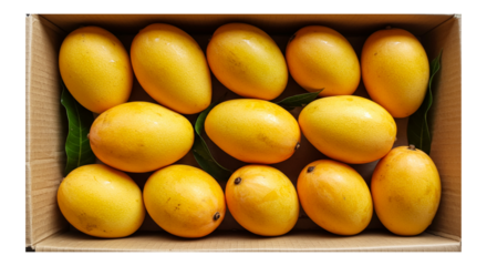 ripe indian organic yellow mango arrange in box, closeup isolated, known in india as kesar, hapus, totapuri, amrapali or alphonso, top view,  in transparent background           