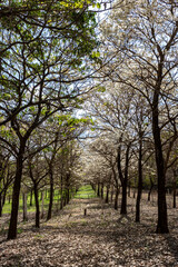 Obraz premium Ipes white tree flowering grove in Brazil