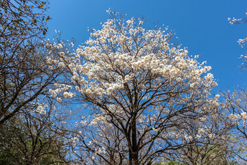 Ipes white tree flowering grove in Brazil