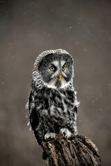 Majestic Great Grey Owl Perched on a Tree Stump in Winter
