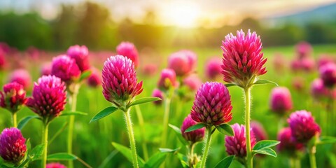 Close-up of vibrant red clover flowers in a lush green meadow