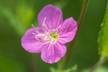 rose evening primrose