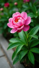 Obraz premium Blooming pink peony with lush green leaves on concrete ground, foliage, blossom