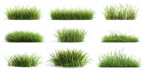Assorted Green Grass Tufts Isolated on a White Background for Landscaping and Decoration Ideas