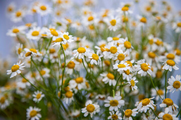 Simple daisies
