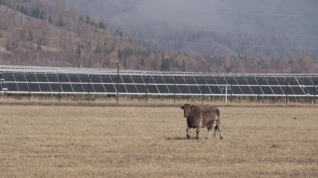 Brown cow is walking across the field near photovoltaic solar cell panels against the backdrop of autumn forest in mountain. Renewable energy source. Solar power generation