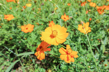 제주도 코스모스 꽃 제주 제주시 조천읍 교래리 녹산로