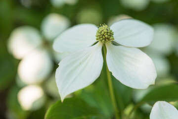 kousa dogwood