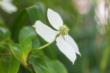 kousa dogwood