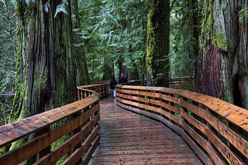 wooden bridge on forest trail in BC