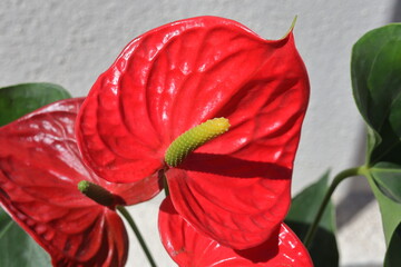 Anthurium andraeanum, commonly known as flamingo flower or lace flower
