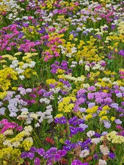Obraz premium Statice flowers, From the limonium species. This photo taken in Dunedin, New Zealand.