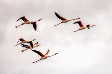Flamingos at the countryside of Camargue, france, in early spring outdoors, Phoenicopterus roseus