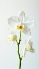 Fototapeta premium Delicate white dendrobium orchid stem on white background, isolated, simple, orchid stem