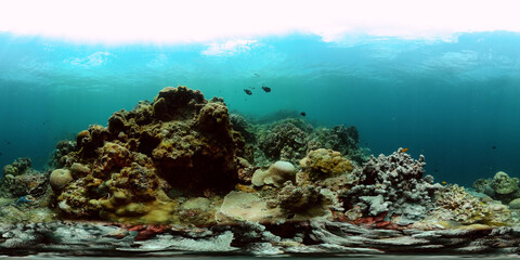 Underwater life in the ocean with coral reef and colorful fishes. 360-Degree view.
