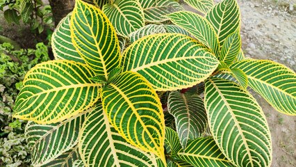 Cacak gading (Sanchezia speciosa), a plant with unique color of leaves. unique leaves with green and yellow color © VerraWidhi