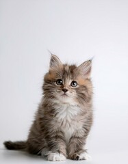 ミニマルな背景に可憐な子猫が寄り添い、春の柔らかい時間を表現する穏やかな風景
