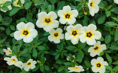 Turneraceae atau Keluarga Bunga Pukul Delapan are booming in the garden
