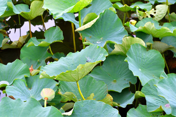 たくさんのハスの葉