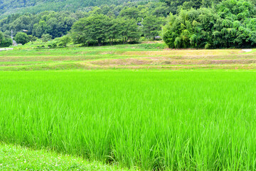 夏の田んぼ