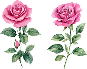 bouquet of pink roses